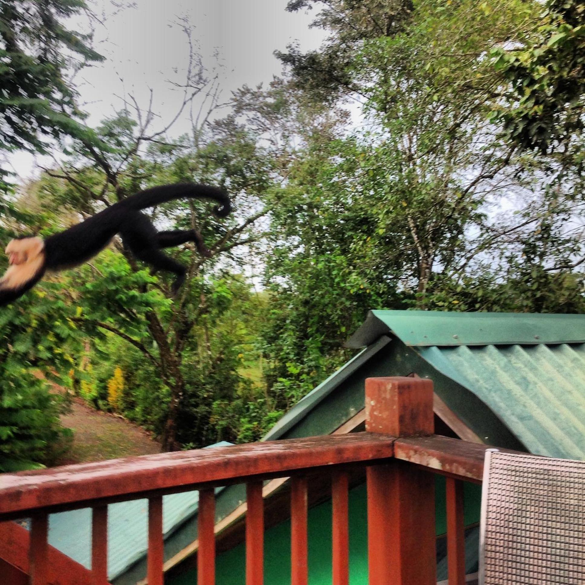 Chosa Manglar Suites & Cabins Puerto Jiménez Esterno foto